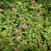 Zinnias　8-6-23