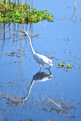 Great Egret  10-15-25