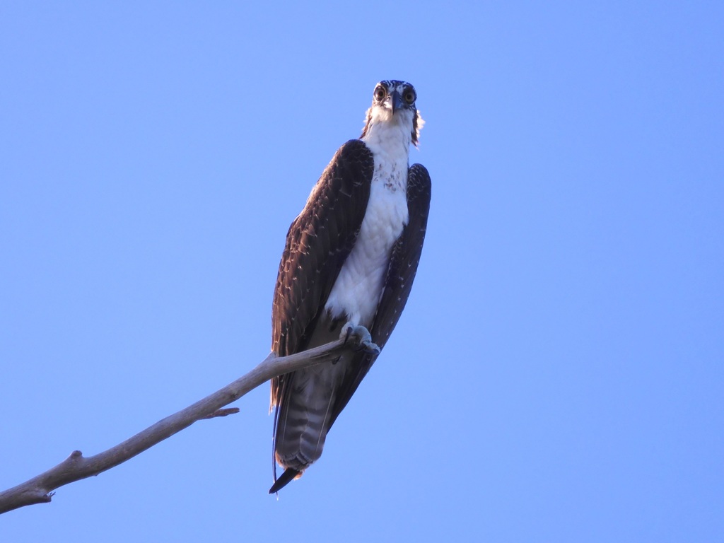 Juvenile Osprey 8-13-23