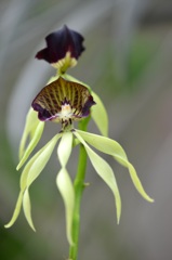 Clamshell Orchid 7-17-25