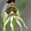 Clamshell Orchid 7-17-25