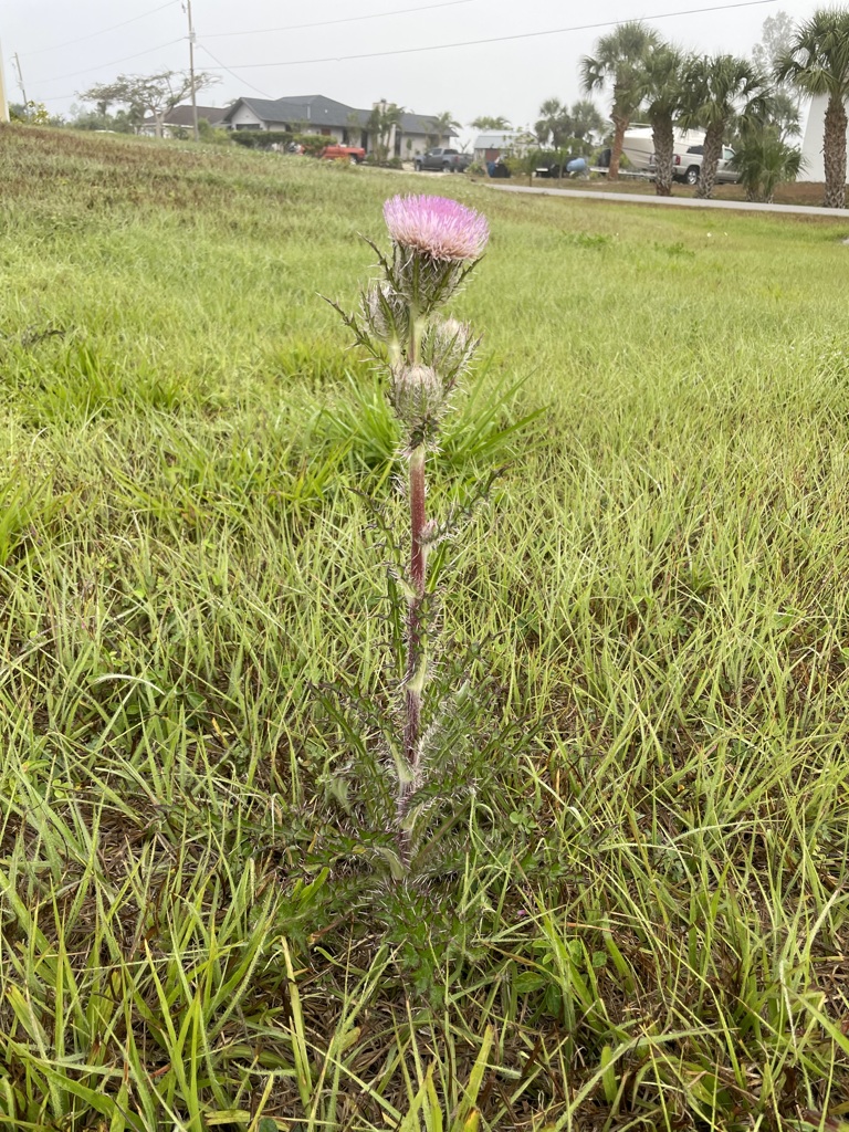 Bull Thistle No1 3-29-23