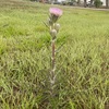 Bull Thistle No1 3-29-23