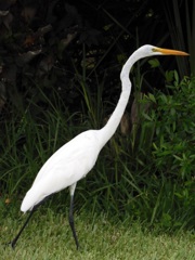 Great Egret III 10-1-23