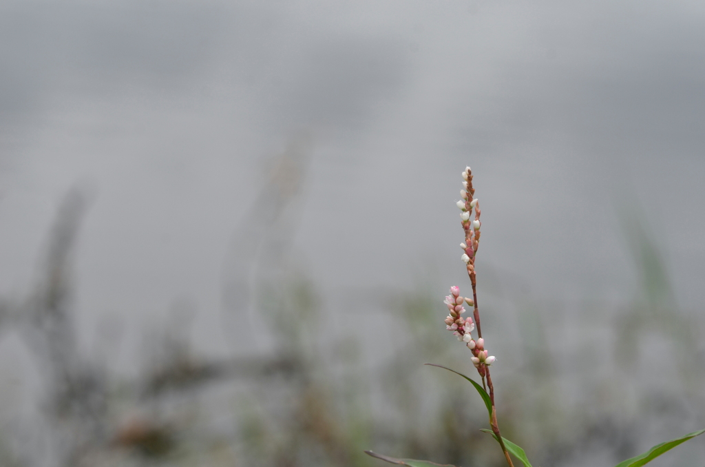 Swamp Smartweed 11-22-22