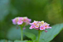 Lantana II 7-9-25