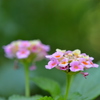 Lantana II 7-9-25