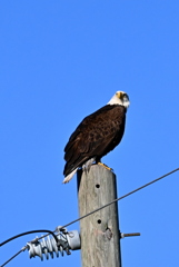 Bald Eagle 2 12-20-24