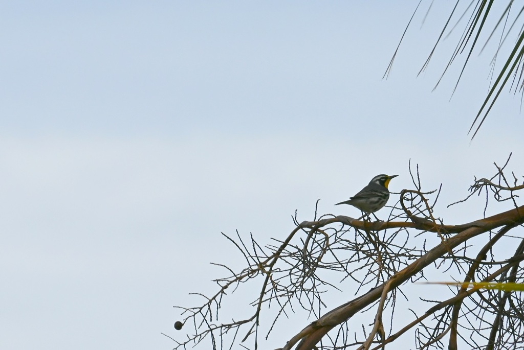 Yellow-throated Warbler II 10-27-24