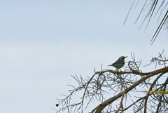 Yellow-throated Warbler II 10-27-24