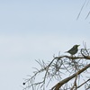 Yellow-throated Warbler II 10-27-24