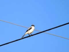 Loggerhead shrike II 1-3-23
