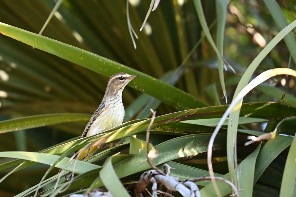 探し物は何ですか　11-18-25