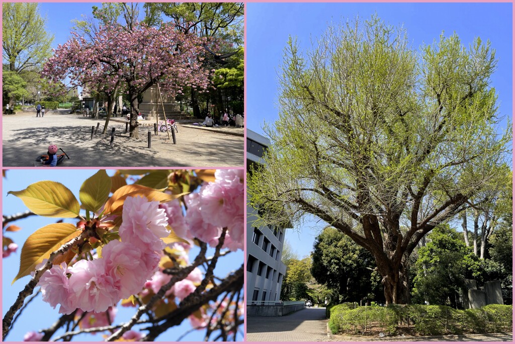 有栖川宮記念公園の関山と公孫樹　2024-4-14