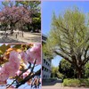 有栖川宮記念公園の関山と公孫樹　2024-4-14