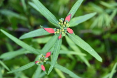 Paintedleaf I 8-20-25