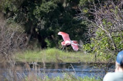 Roseate Spoonbill I 1-2-23