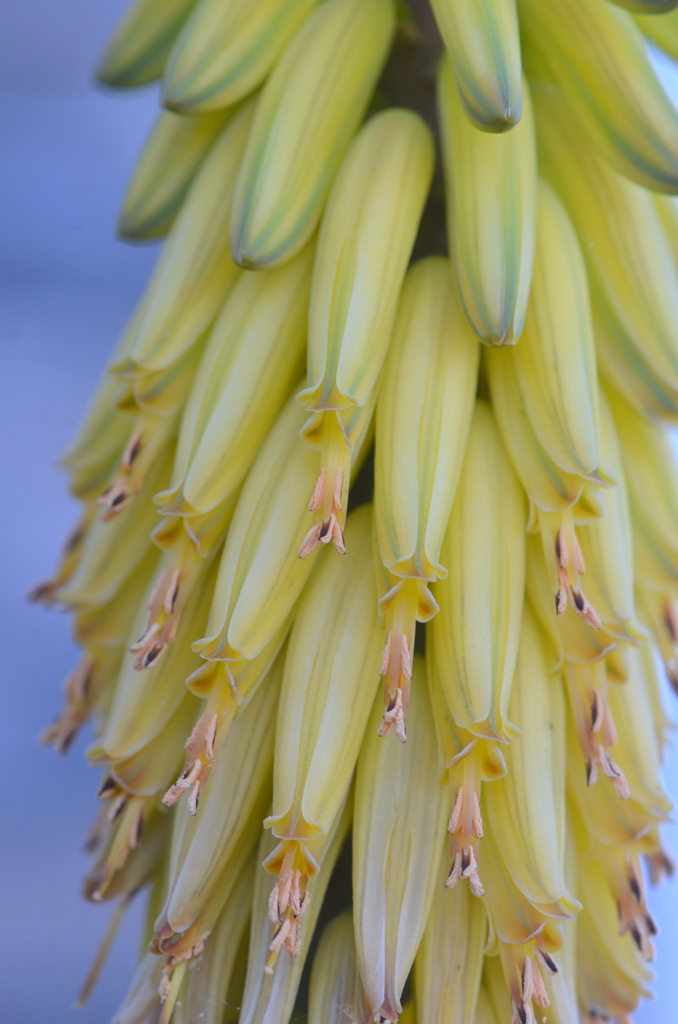 Aloe Vera I 3-11-25