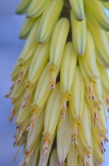 Aloe Vera I 3-11-25