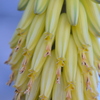 Aloe Vera I 3-11-25