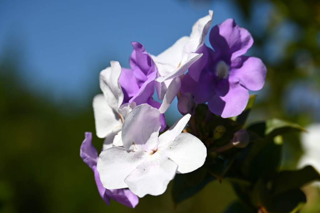Brunfelsia 2 12-16-25
