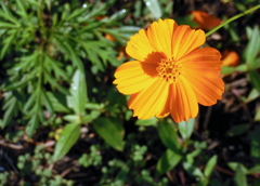 Yellow Cosmos 8-6-23