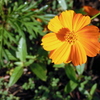 Yellow Cosmos 8-6-23