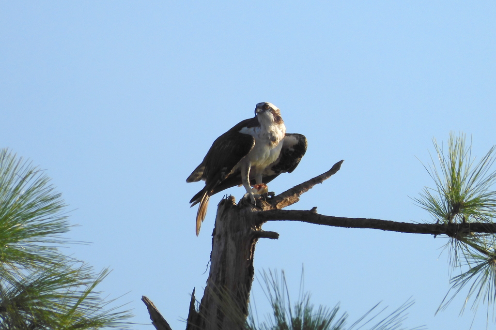 Oscar the Osprey 8-10-23