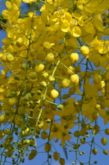 Golden Shower Tree III 6-14-23