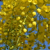 Golden Shower Tree III 6-14-23