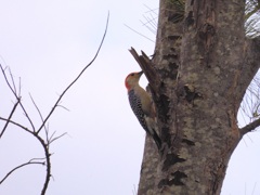 Red-bellied Woodpecker IV 10-9-23