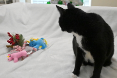 おもちゃどうしよっかな　12-30-25