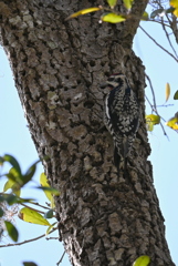 Yellow-bellied Sapsucker VI 2-4-25