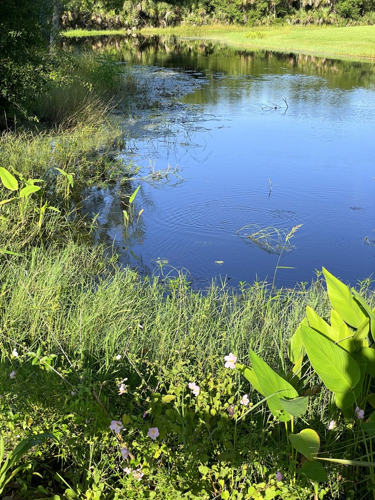 By the Pond　7-9-25