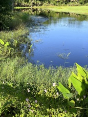 By the Pond　7-9-25