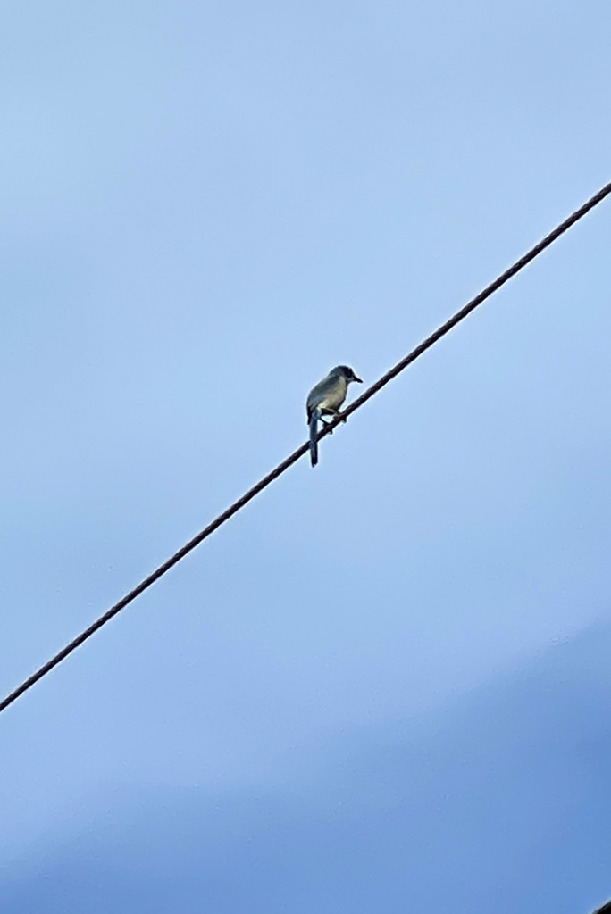 Florida Scrub Jay 10-18-22