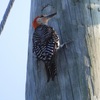 Male Red-bellied Woodpecker I 8-6-23