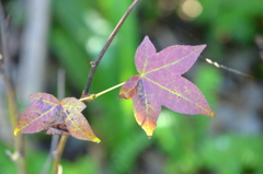 Sweetgum III 2-4-25