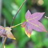 Sweetgum III 2-4-25