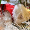 Alive Cat 12-19-24