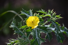 Mexican Prickly Poppy IV 2-24-22