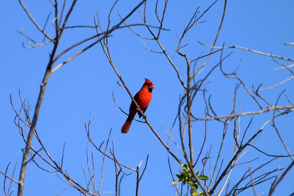 Cardinal I 2-9-23