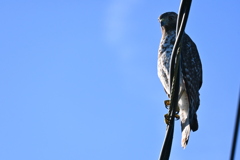 Juvenile Red Shouldered Hawk 9-20-25