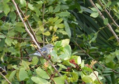 Yellow-Rumped Warbler (Myrtle Warbler) 2