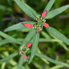 Wild Poinsettia 8-20-25