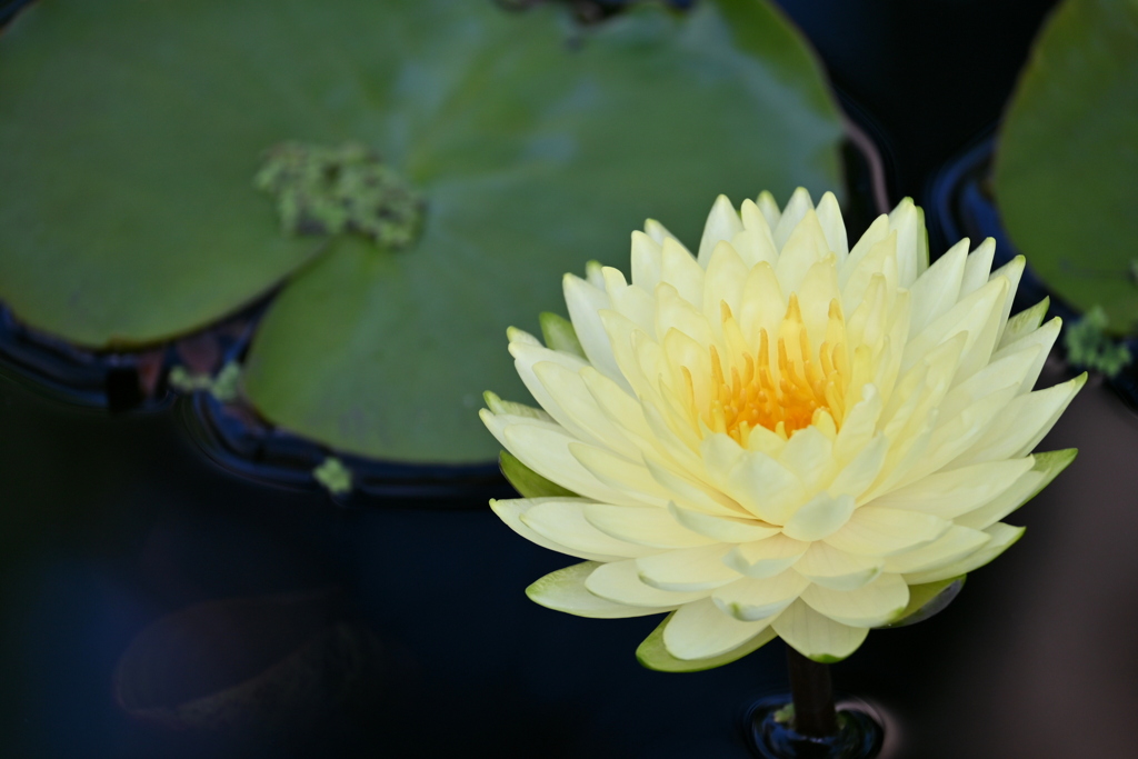 Cream Water Lily II 7-17-25