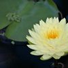 Cream Water Lily II 7-17-25