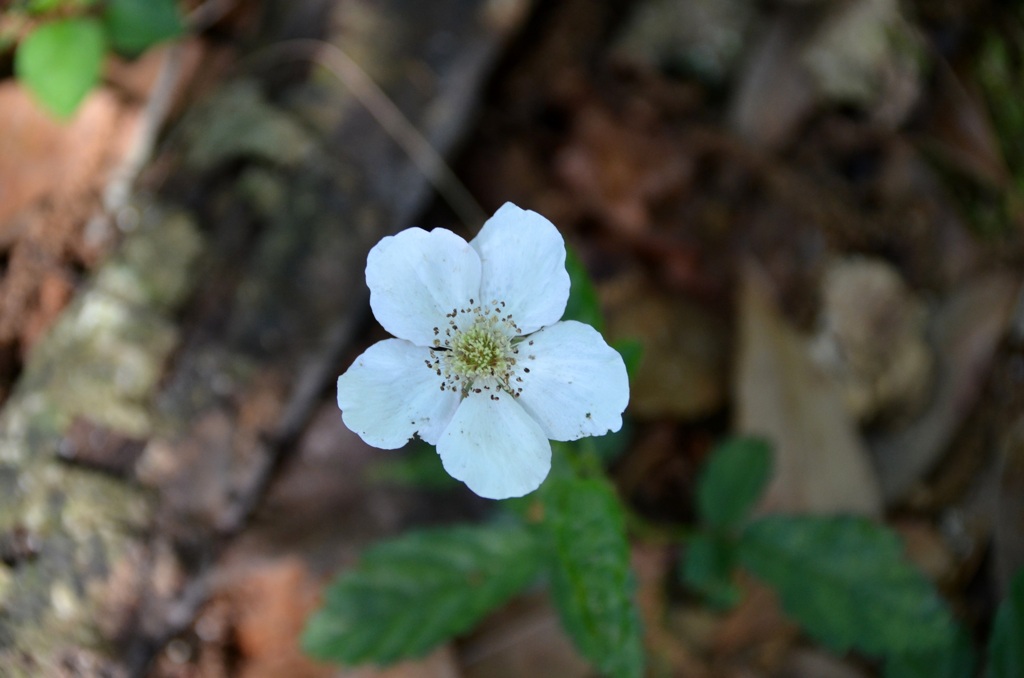 Southern Dewberry II 2-18-21