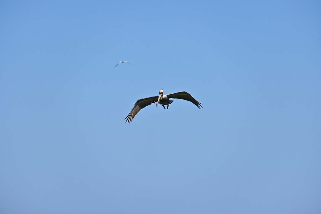 A Brown Pelican and a Common Tern 3-26-2