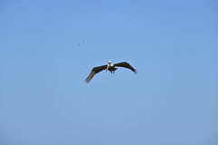 A Brown Pelican and a Common Tern 3-26-2